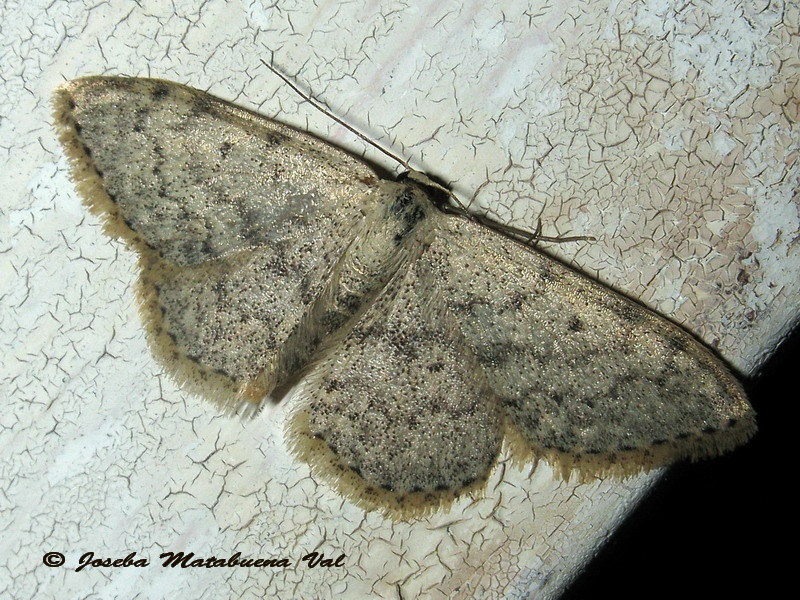 Geometridae 2 da id: Scopula (Calothysanis) marginepunctata